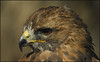 Hawk, Red-Tailed