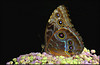 Morpho Helenor